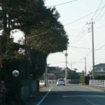 不思議な形の樹