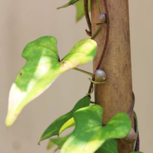 自然薯のむかごで元気注入