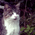 猫の集会場に散歩