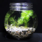 ガラス瓶で水槽作り