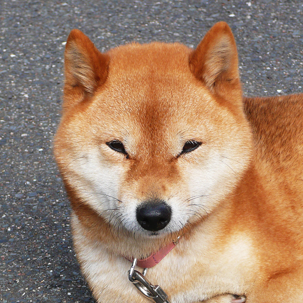 寝ぼけてる豆柴赤