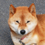 愛犬のお墓参り