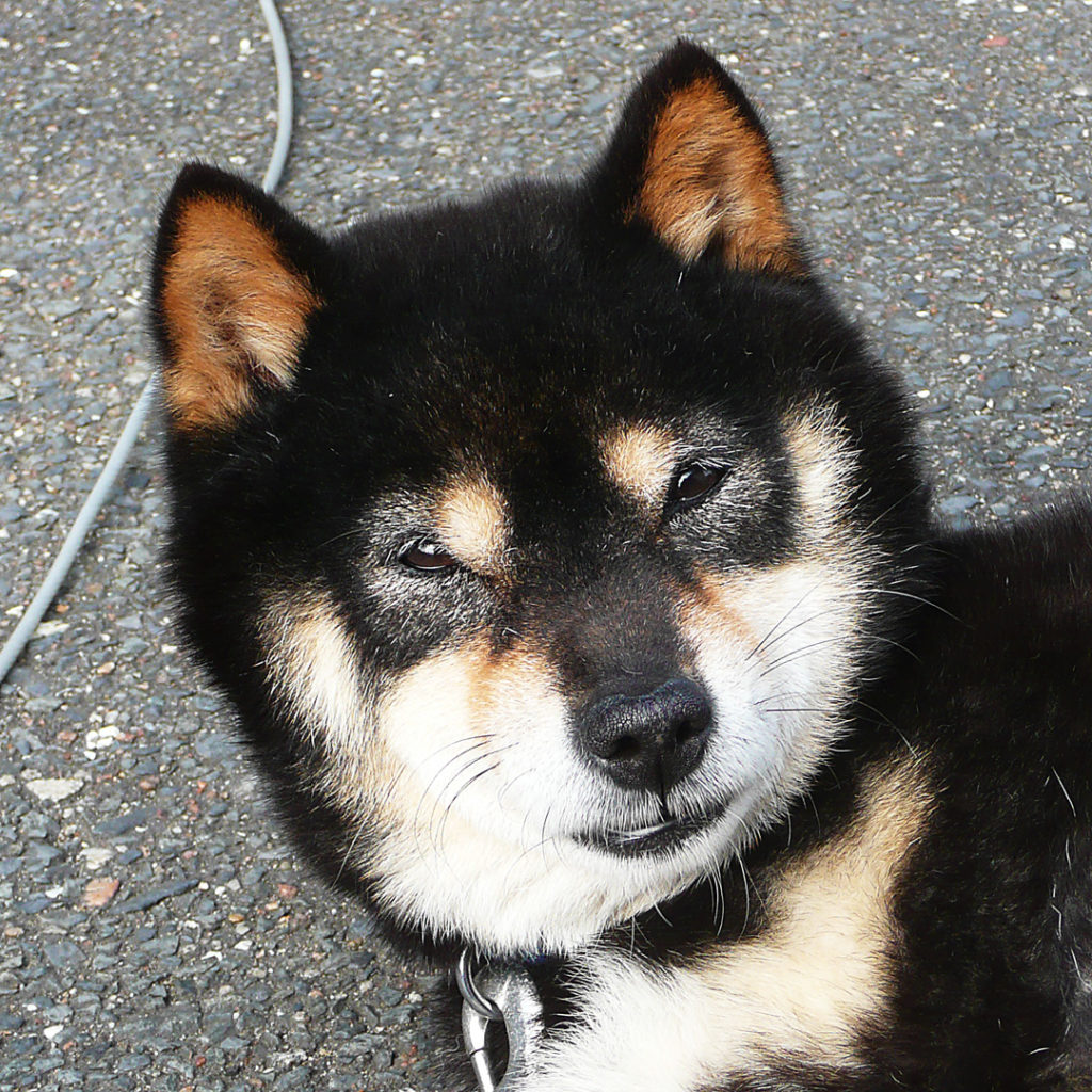 我に返る豆柴黒