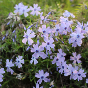 生命の息吹を感じる