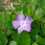 熊本地震の影響