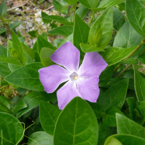 熊本地震の影響