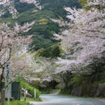 成田山不動寺で花見散策|福岡県遠賀郡
