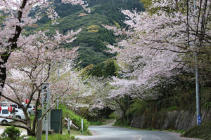 成田山不動寺で花見散策｜福岡県遠賀郡