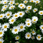 心に花を咲かせましょう