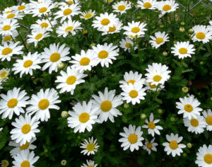 心に花を咲かせましょう