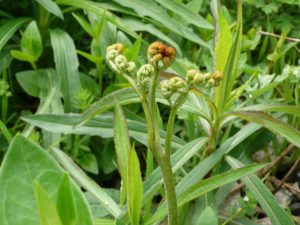 旬の山菜を発見