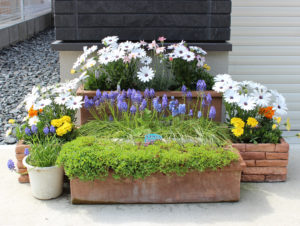 ガレージ前に寄せ植え追加