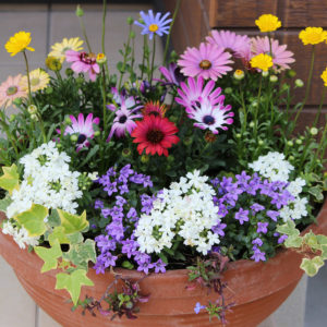 寄せ植えで玄関前を華やかに