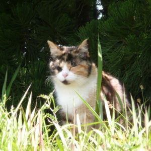 日向でウトウト