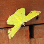 小さな庭にも生き物の世界