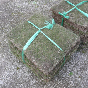 姫高麗芝生張替え