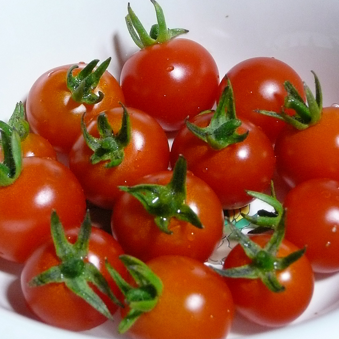 家庭菜園でミニトマト