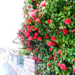 散歩も楽しくなります