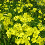 道端も華やいでます