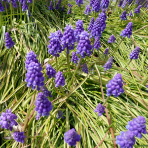 花粉の季節到来？