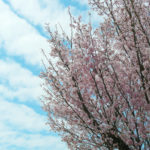 開花したばかりの花が・・・