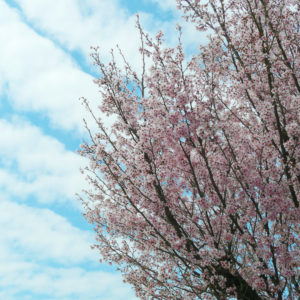 開花したばかりの花が・・・