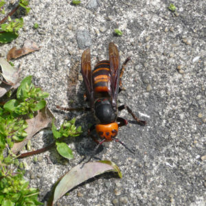 虫も目を覚ます