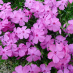 玄関先が華やか