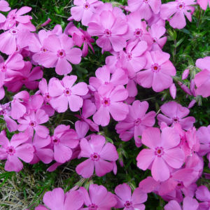 玄関先が華やか