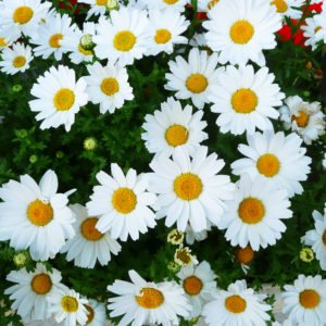 満開のスノーポール