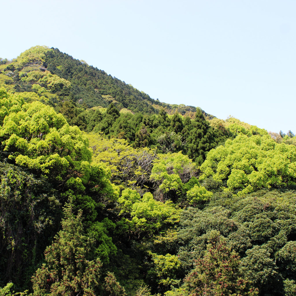 緑の山