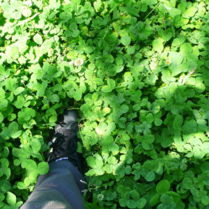 緑は心を癒してくれる