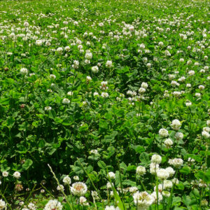 窓辺でウトウト