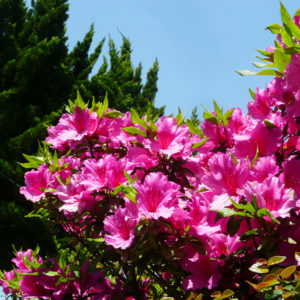 散歩途中に花で癒される