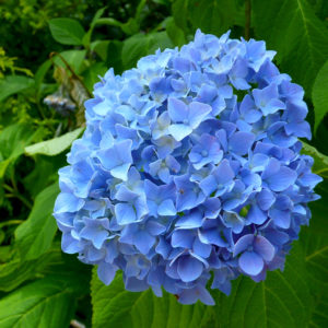 まだ梅雨入りせず