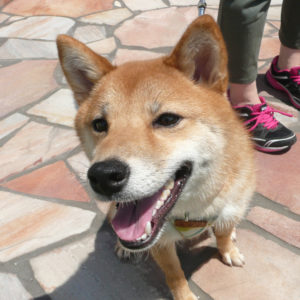 姉夫婦の愛犬こなつが天国に