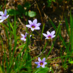 なんだか喉が痛い