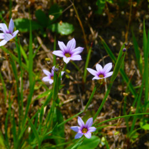 なんだか喉が痛い