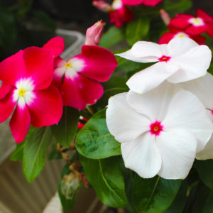 夏休み・・・かな