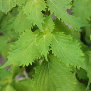 青シソが豊作です