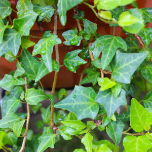 濡れた葉は元気いっぱい