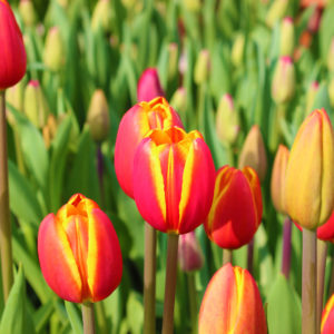 マスクでインフル対策