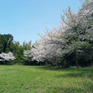 お花見【響灘緑地グリーンパーク】