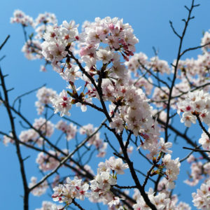 お花見行ってきた
