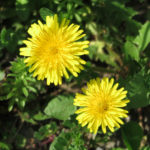 黄砂?花粉?