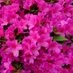 大型連休の中日は雨