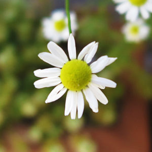 今日で5月も終わり