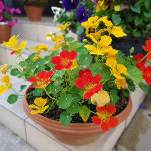 花も葉っぱも食べるんです