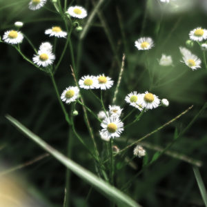 秋に向かっているなぁ