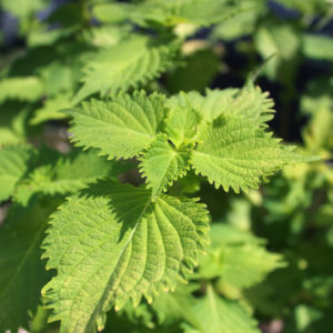 今年も大葉が活躍しました